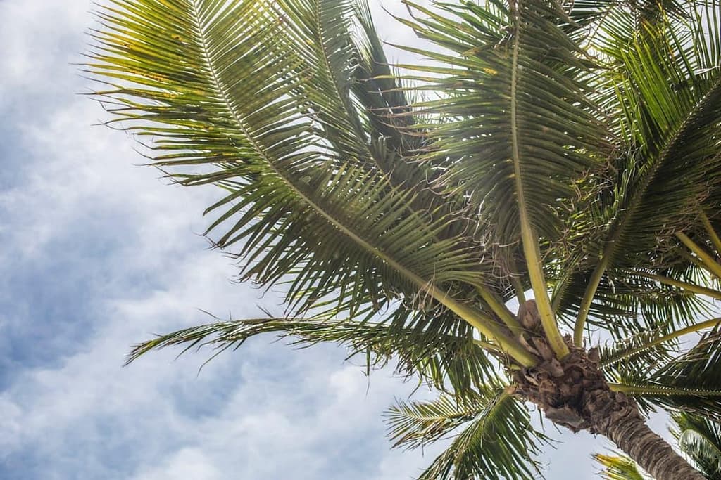 coconut tree under a cloudy sky