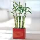 Lucky Bamboo as a Lucrative Business 1