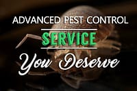 Pest Control Service