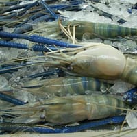 Giant Freshwater Prawn