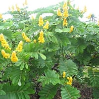 Philippine medicinal plant Cassia alata