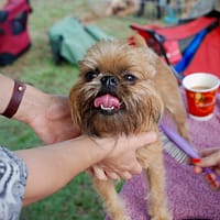 pet grooming business person holding short-coated brown dog