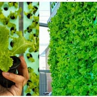 vertical farm project