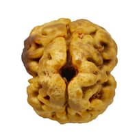 Nepali Rudraksha