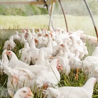 poultry raising guide white chicken on green grass field during daytime