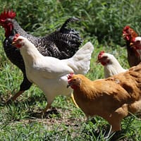 raise chickens white and brown chicken on green grass during daytime