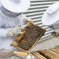 beekeeping