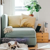 beige puppy lying on brown textile