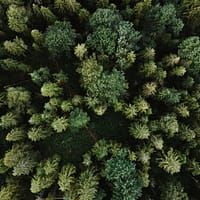 green pine tree during daytime