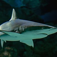 selective focus photography of shark