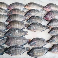 Displayed Raw Tilapia on a Row