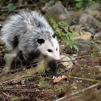 Possum pest control