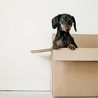 moving company in Austin