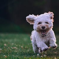 shallow focus photography of white shih tzu puppy running on the grass