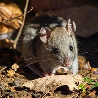 brown rodent on brown dried leaves