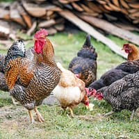 close-up photography of flock of chicken