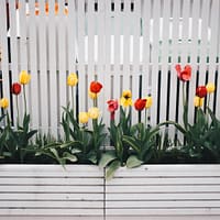 Yellow And Red Tulip Flower Plant Beside White Fence