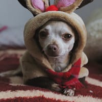 brown chihuahua wearing red and white scarf