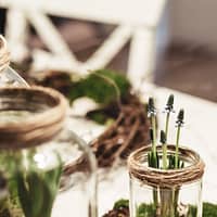 close-up photography of green plant on clear glass pot