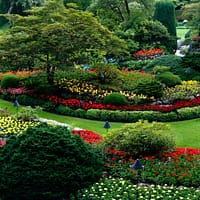 red and white flower garden