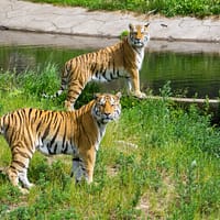 two tigers on grass