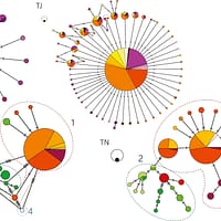 Haplotype