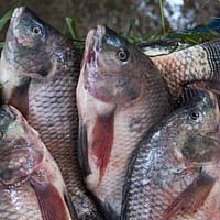 tilapia