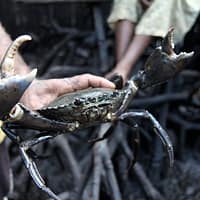 mudcrab