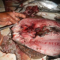 bangus deboning