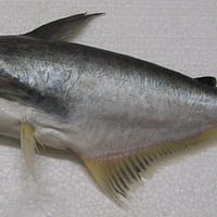 pangasius