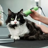 Cat Grooming