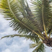 coconut tree under a cloudy sky