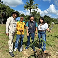 kilambay - bamboo plantation