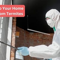 How to Keep Your Home Bite-Free from Termites