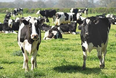 Organizing Your Cattle