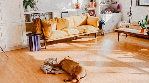 brown short coated dog lying on brown wooden floor