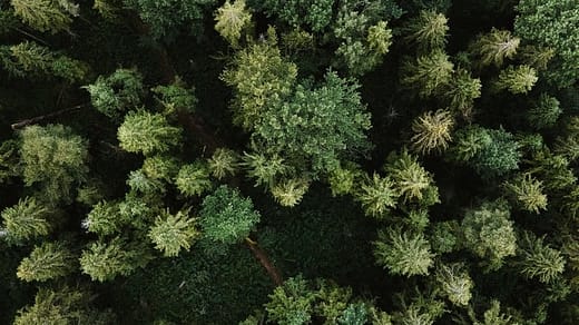 green pine tree during daytime