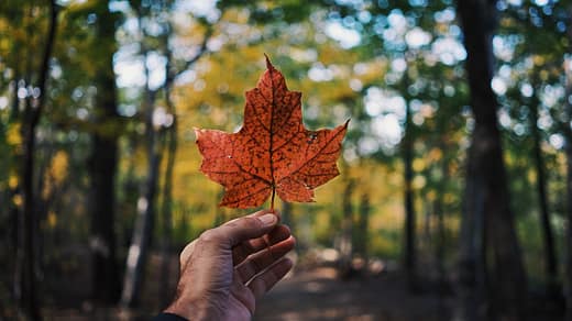 person holding maple leaf