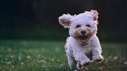 shallow focus photography of white shih tzu puppy running on the grass