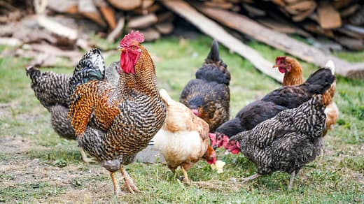 close-up photography of flock of chicken