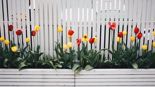 Yellow And Red Tulip Flower Plant Beside White Fence