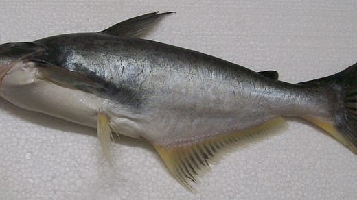 pangasius