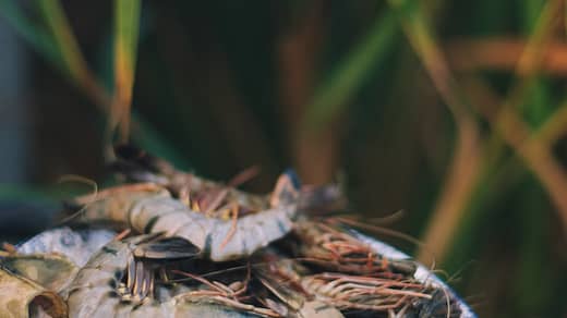 brown and black plant on brown wooden surface