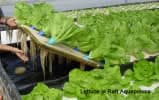 raft aquaponics